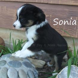 Sonia - Black tri female Toy Australian Shepherd puppy in Godley, Texas from Flying H Toy and Mini Aussies