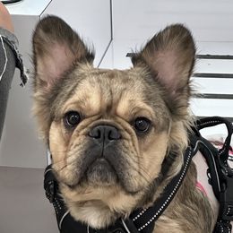 Dolce - French Bulldog