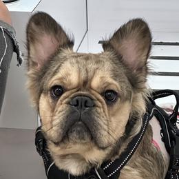 Dolce - French Bulldog