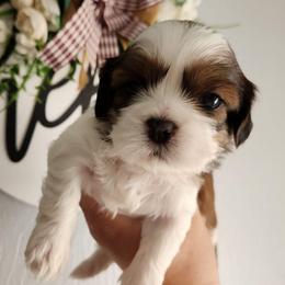 Harold - Chocolate male Shih Tzu puppy in Wolcottville, Indiana from Ducky's Doodles