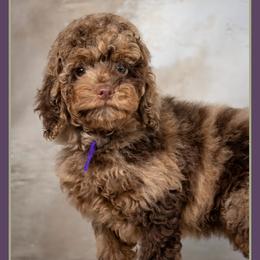 Hannah - Merle female Cockapoo puppy in Connersville, Indiana from Deaz Doodle Ranch
