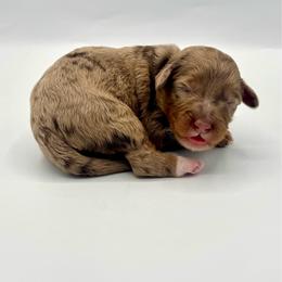 Snickerdoodle - Merle male Bernedoodle puppy in Mount Pleasant, Tennessee from Doodle My Heart