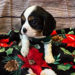 Cavalier King Charles Spaniel Puppies from Krawczyk's House of Cavaliers