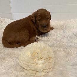 Goldendoodle Puppies from Dhalia’s Doodles