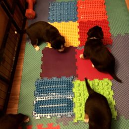Entlebucher Mountain Dog Puppies from Excel-Entlebuchers