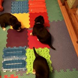 Entlebucher Mountain Dog Puppies from Excel-Entlebuchers