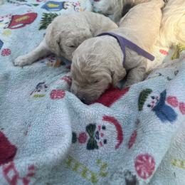 Mia - Cream female Goldendoodle puppy in Cameron Park, California from Silkie Doodles