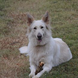 Honey - German Shepherd