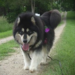 Shelley - Alaskan Malamute