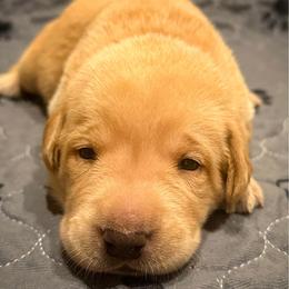 Brown Male - Yellow male Labrador Retriever puppy in Franklin, Virginia from Oak Hollow Retrievers