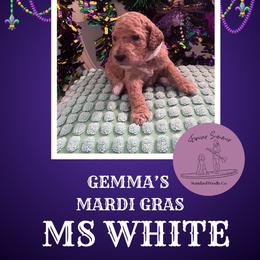 Girl 7 - Apricot female Poodle puppy in Ocean Springs, Mississippi from Forever Summer Standard Poodles