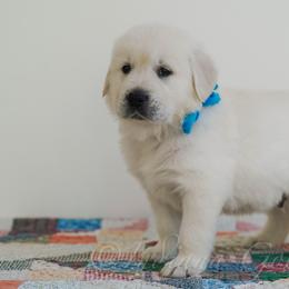 Mr Blue - Light golden male Golden Retriever puppy in Bedford, Indiana from Indiana Goldens