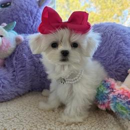 Paris korean 5500 - White female Maltese puppy in Miami, Florida from Natalias Tiny Chihuahuas