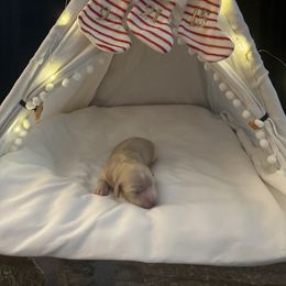 Bella - Cream female Dachshund puppy in Alpine, California from Christie's Doxies