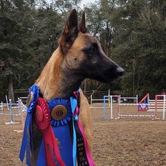 Belgian Malinois from Turick