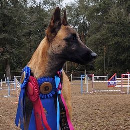 Belgian Malinois from Turick