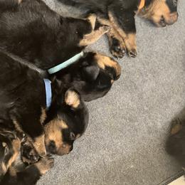 Rottweiler Puppies from Von Ratermann Rottweilers