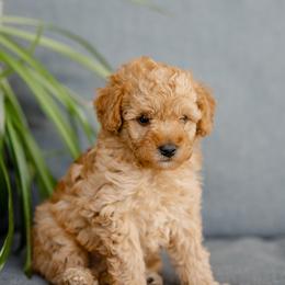 Maverick - Cream male Poodle puppy in Narvon, Pennsylvania from Corgi Companions (license number 18998)