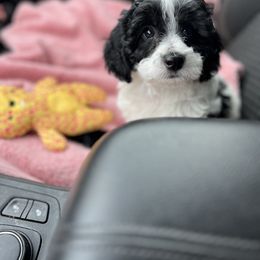 Maltipoo Puppies from Awwws-n-Pawws