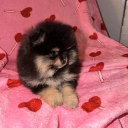 Sugar - Black and tan female Pomeranian puppy in Oklahoma City, Oklahoma from Pinky’Z House Of Poms