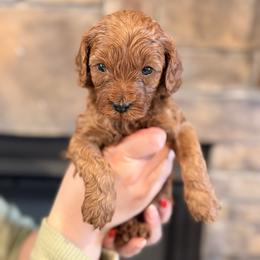 Candy Cane - Red male Cavapoo puppy in Sugar City, Idaho from Taylor's Cavapoos