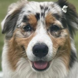 Australian Shepherds from Dogwood Creek Australian Shepherds