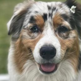 Australian Shepherds from Dogwood Creek Australian Shepherds