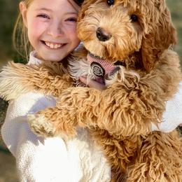 Australian Labradoodle Puppies from High Desert Labradoodles