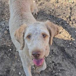 Calisa - Red  female Goldendoodle puppy in Itasca, Texas from Goldendoodle by Design
