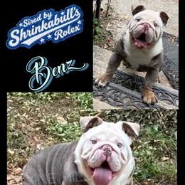 Benz (Shrinkabull) 3,250 dollars - Tricolors male French Bulldog puppy in Cullman, Alabama from Divine Hill Farm