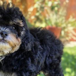 Poodles from Isabella's Babies