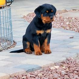 Rottweiler Puppies from Gottlïchen Rottweilers