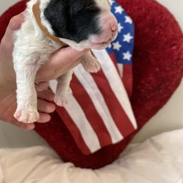 Bernedoodle Puppies from Honey B. Bernedoodles