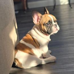Double D - Fawn and white male French Bulldog puppy in North Platte, Nebraska from Honey Hole Frenchies