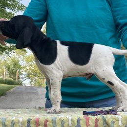Black & White Boy - Black and white Pointer puppy in Olympia, Washington from Birdsboro Pointers
