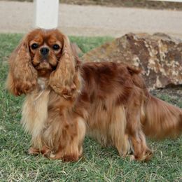 Baron - Cavalier King Charles Spaniel