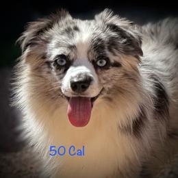 50 Cal - Miniature Australian Shepherd