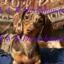 Bella - Dachshund