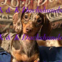 Bella - Dachshund
