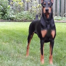 Doberman Pinscher All Grown Up from LaBella Dobermans