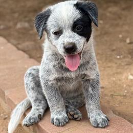 Louis - Blue male Australian Cattle Dog puppy in Sahuarita, Arizona from A2 Australian Cattle Dogs