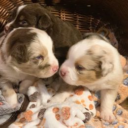 Miniature Australian Shepherd Puppies from Kizmit Farmz