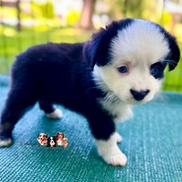 Reagan - Black tri female Toy Australian Shepherd puppy in East Berlin, Pennsylvania from Dusty Spring Australian Shepherds, LLC