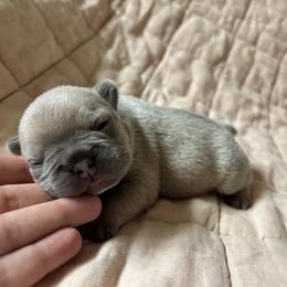 Lemon Loaf - Fawn and white female French Bulldog puppy in Olympia, Washington from Matra French Bulldogs