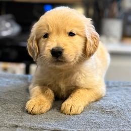 Rose (Pink) - Golden female Golden Retriever puppy in Lodi, California from R3 Sport Dogs (R3 Goldens/ R3 Border Collies)