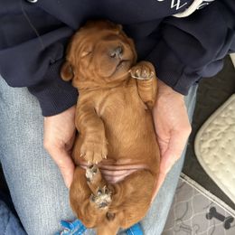 Golden Retriever Puppies from Kingsbourgh Retrievers