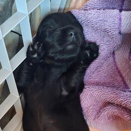 Boy 3 - Black male Dachshund puppy in Rutherfordton, North Carolina from Ziva's Friends