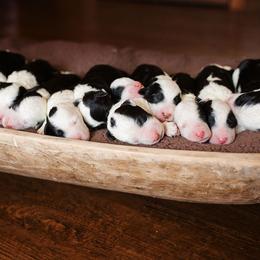 Bernedoodle and Sheepadoodle Puppies from Cooper Creek Puppies