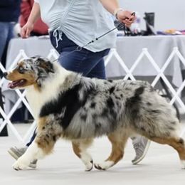 Rocky - Australian Shepherd