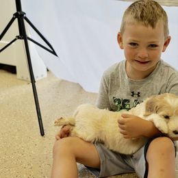Goldendoodle and Sheepadoodle Puppies from The Farms Precious Doodles